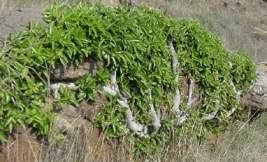 Image result for Ficus ingens