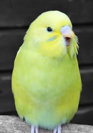 Yellow Bird With Red Cheeks Pin By Amber On Stuff I Like Cute Birds Budgies Pet Birds