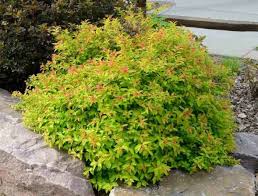 Image result for Spiraea bumalda