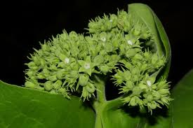 Image result for Strychnos innocua