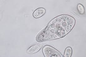 If you are using a protozoa culture kit, protists will usually begin to appear after 24 hours with the most variety after about 3 days. 275 Paramecium Microscope Photos Free Royalty Free Stock Photos From Dreamstime