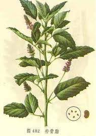 Image result for Psoralea glabra