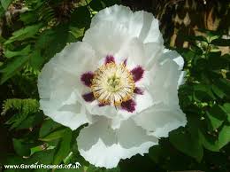 Watch a peony plant transform into a. Expert Advice On Growing And Caring For Peonies