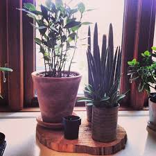 Justinablakeney S Photo On Instagramwidget Botanical Display Plants House Plants
