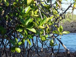 Image result for Rhizophora