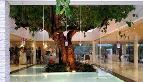 L Albero Foto Di Mama Casa In Campagna Cellole Tripadvisor