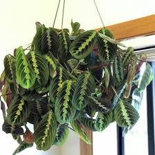 Image result for maranta