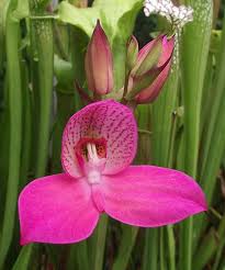 Image result for Disa woodii