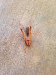 Disinfect the outside of your lips with warm, clean water and a piercing being ripped or torn out of the skin if it gets caught on clothing or an object. Any Idea Found In New Mexico Spiders