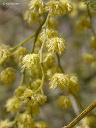 Image result for Ptycholobium plicatum