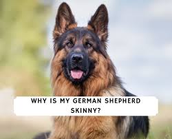 Check spelling or type a new query. Why Is My German Shepherd Skinny 2021 We Love Doodles