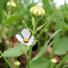 Image result for Evolvulus nummularius