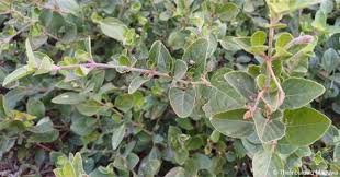 Image result for Ruellia patula