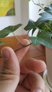 Growing ivy in water is a great way to propagate this evergreen plant. Where To Cut Propagate English Ivy Cuttings