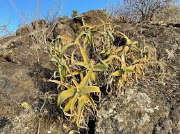 Image result for Leptactina benguelensis