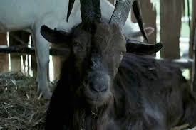 But they do not affect the opinions and recommendations of the authors. Sorry Black Phillip Robert Eggers Says Seagulls Are Better Actors Than Goats Interview Bloody Disgusting
