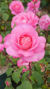 how to make an interesting art piece using tree branches ehow rozovye rozy rozy cvety