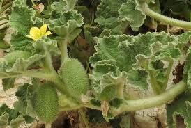 Image result for Eureiandra leucantha