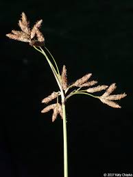 Image result for Schoenoplectus sp.no.1