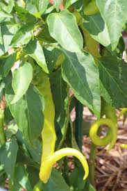 Sili was founded in 1854 by sigmund lindner. A Guide To Growing Chili Peppers Chili Pepper Madness