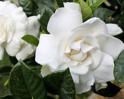 Resultado de imagen de gardenia flores