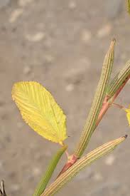 Image result for Corchorus olitorius