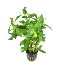 Image result for Nesaea rautanenii