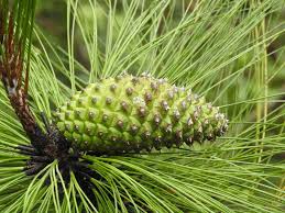 Image result for Dolichos pseudocajanus