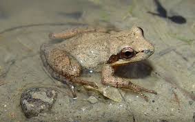The mountain chorus frog is a small, stocky frog, usually brown or gray, with a prominent stripe running from the eye to the groin on each side of the body. Mountain Chorus Frog Facts And Pictures