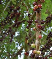 Decouvrez Les 20 Fruits Les Plus Insolites Du Monde Fruits Fruits Exotiques Fruit