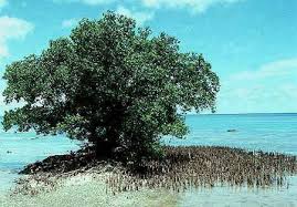 Image result for Sonneratia alba