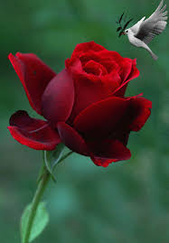 Maybe you would like to learn more about one of these? Red Rose Jumma Mubarak Images