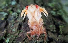 Once off the ground, cicadas shed their skins to try and survive being eaten before moving onto the mating phase to create the next cycle of brood x cicadas. The 17 Year Cicadas Are Coming To D C Area This May As Weather Warms The Washington Post