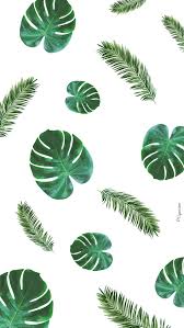 Fond D Ecran Palmier Fond D Ecran Palmier Fond D Ecran Cactus Fond Ecran Summer