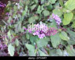 Image result for Plectranthus fruticosus