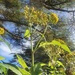 Image result for Crassocephalum montuosum