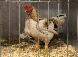 Maybe you would like to learn more about one of these? Animals At Adelaide Royal Show Adelaide