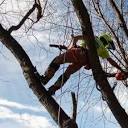 AERIAL ATTACK TREE SERVICE - Updated May 2024 - 72 Black Diamond ...
