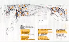 At the conclusion of the cat dissection, you will be required to submit a formal report. Cat Dissection Lab Report 24 7 College Homework Help