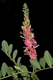 Image result for Indigofera schimperi