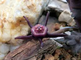 Image result for Duvalia