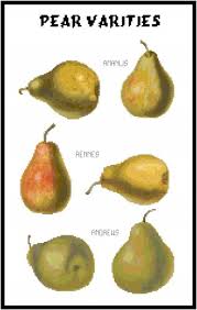 Pear Varieties Pattern Chart Graph