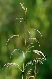 Deschampsia cepitosa occurrence is circumglobal, extending throughout cooler regions of the northern hemisphere. Deschampsia Cespitosa Wikipedia