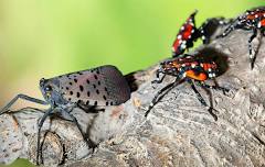 Spotted Lanternfly Monitoring Workshop