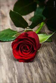 Pin By Siddika On Meu Jardim Love Rose Flower Beautiful Rose Flowers Rose Flower Wallpaper