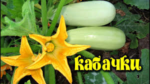 Can we have zucchini during pregnancy. Squashes During Pregnancy The Benefits And Harm
