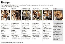 Tigers Types Of Tigers Tiger Species Save The Tiger