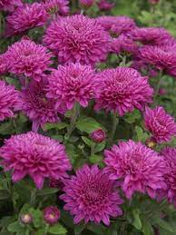 Pin On Ideas For My Dream Garden