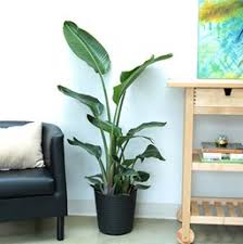 Birds of paradise plant bird of paradise artificial plant banana leaf plant faux floor plant fake with 10 realistic green leaves and durable tree pot for indoor office tropical modern decor 5 ft tall 4.3 out of 5 stars 102 Bird Of Paradise Costa Farms