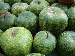 Image result for Lagenaria